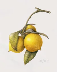 Cytrusowa Bergamotka, 1999